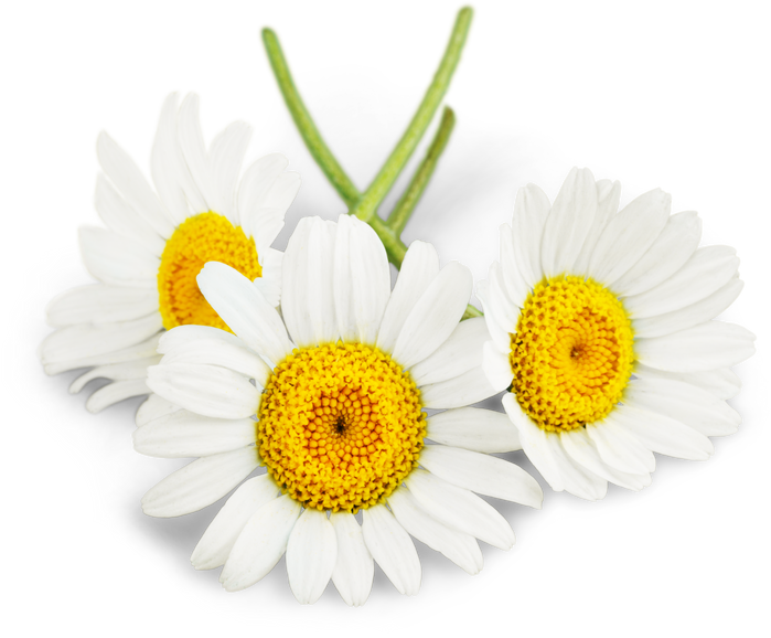 Chamomile or Daisy Flowers - Isolated